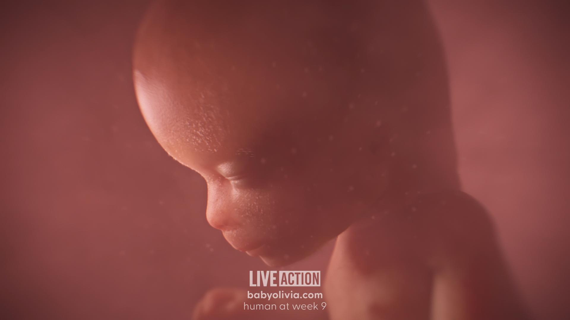 Meet Baby Olivia | A Never Before Seen Look At Human Life In The Womb